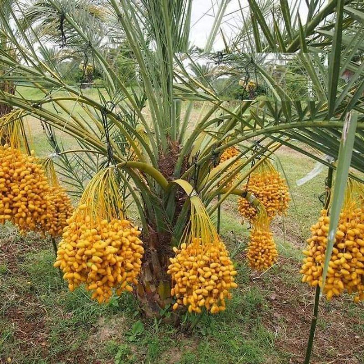 Một cây trà là giống trung đông ăn trái chuẩn giống đẹp