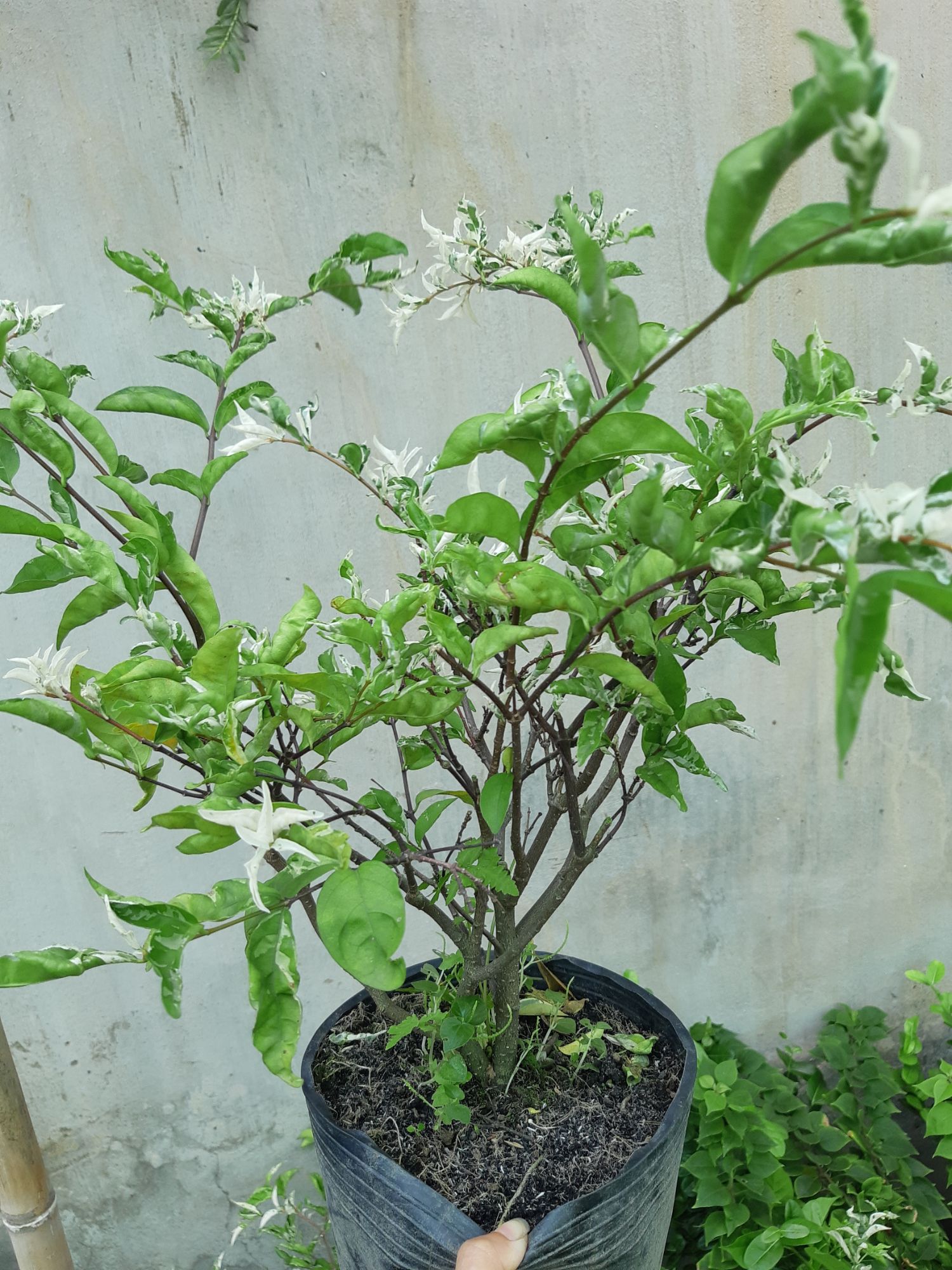 mai chiếu thủy đột biến(cẩm thạch)
