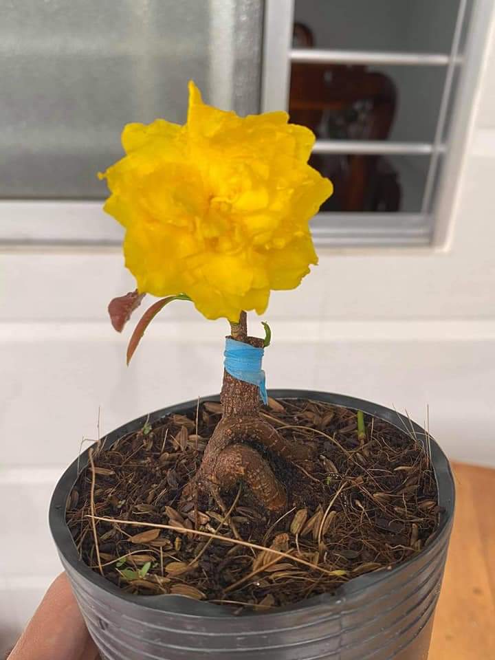 2 Cây Mai Cúc Không Nhị Hoàng Huyết Long