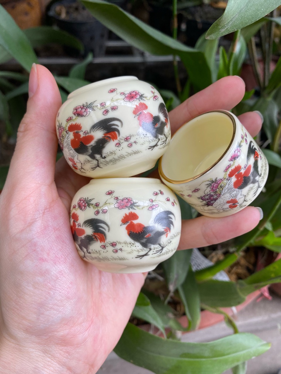 Cóng chim chào mào