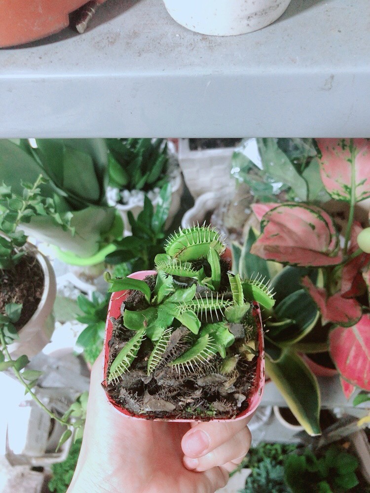 Chậu Cây Bắt Mồi