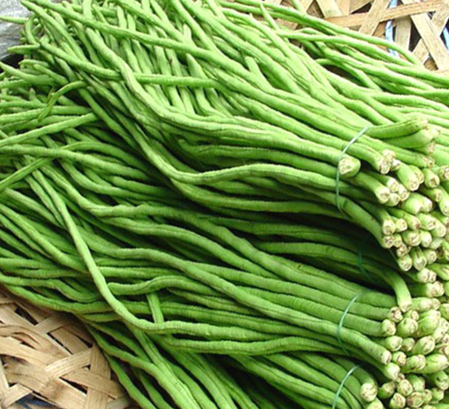 Hạt giống đậu đũa Mai Vàng 20gr