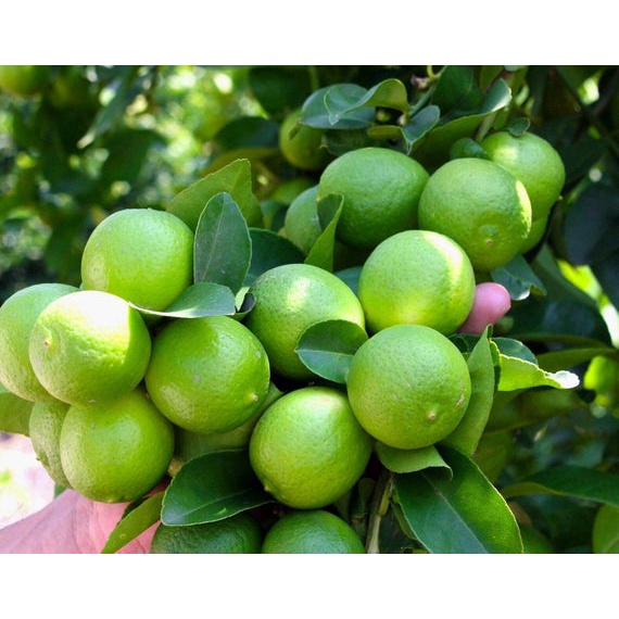 Cây Giống Chanh Giấy siêu sớm (CHO TRÁI SIÊU SỚM)