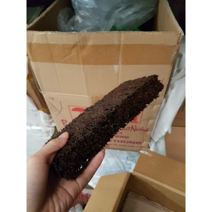 Bảng dớn trồng lan size 10x20x3 cm