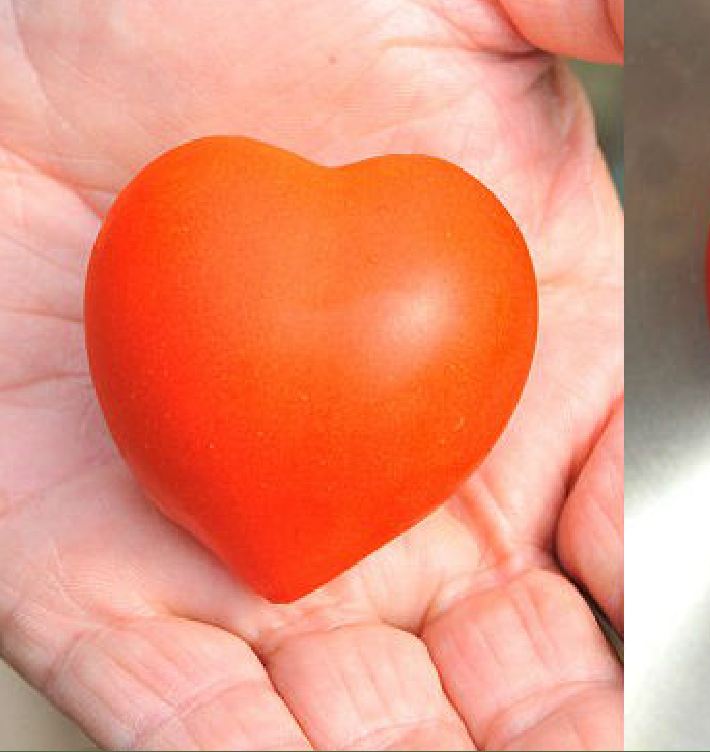 Hạt giống Cà chua đỏ trái tim - gói 30 hạt