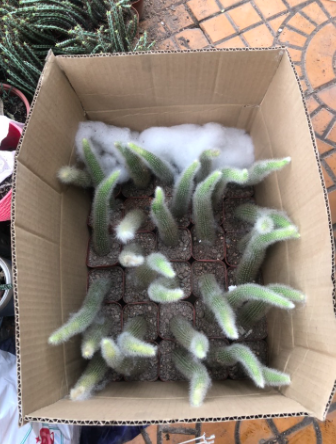 Cây xương rồng đuôi cáo