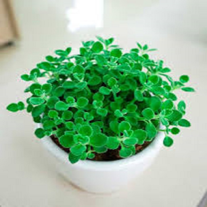 Cây nhất mạt hương (Sen đá lá thơm)  Nguồn: https://mrhoa.com/cay-canh/nhat-mat-huong-sen-da-la-thom/