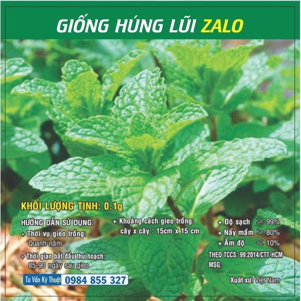 Hạt giống rau Húng Lũi - Húng cây