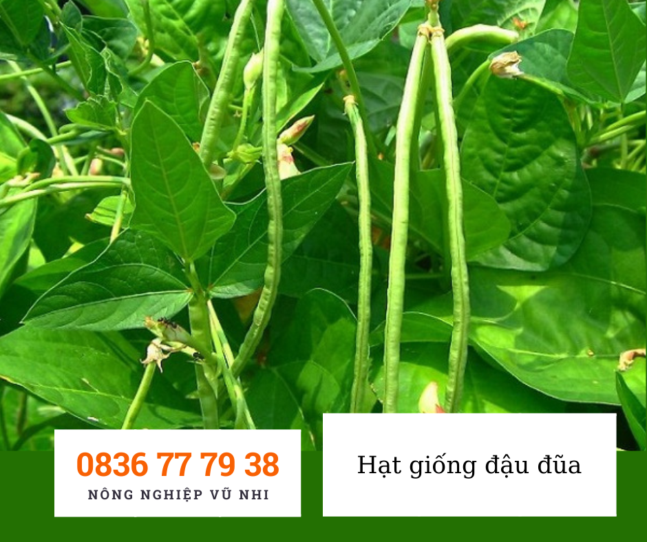 Hạt giống đậu đũa xanh hạt đen 10gr