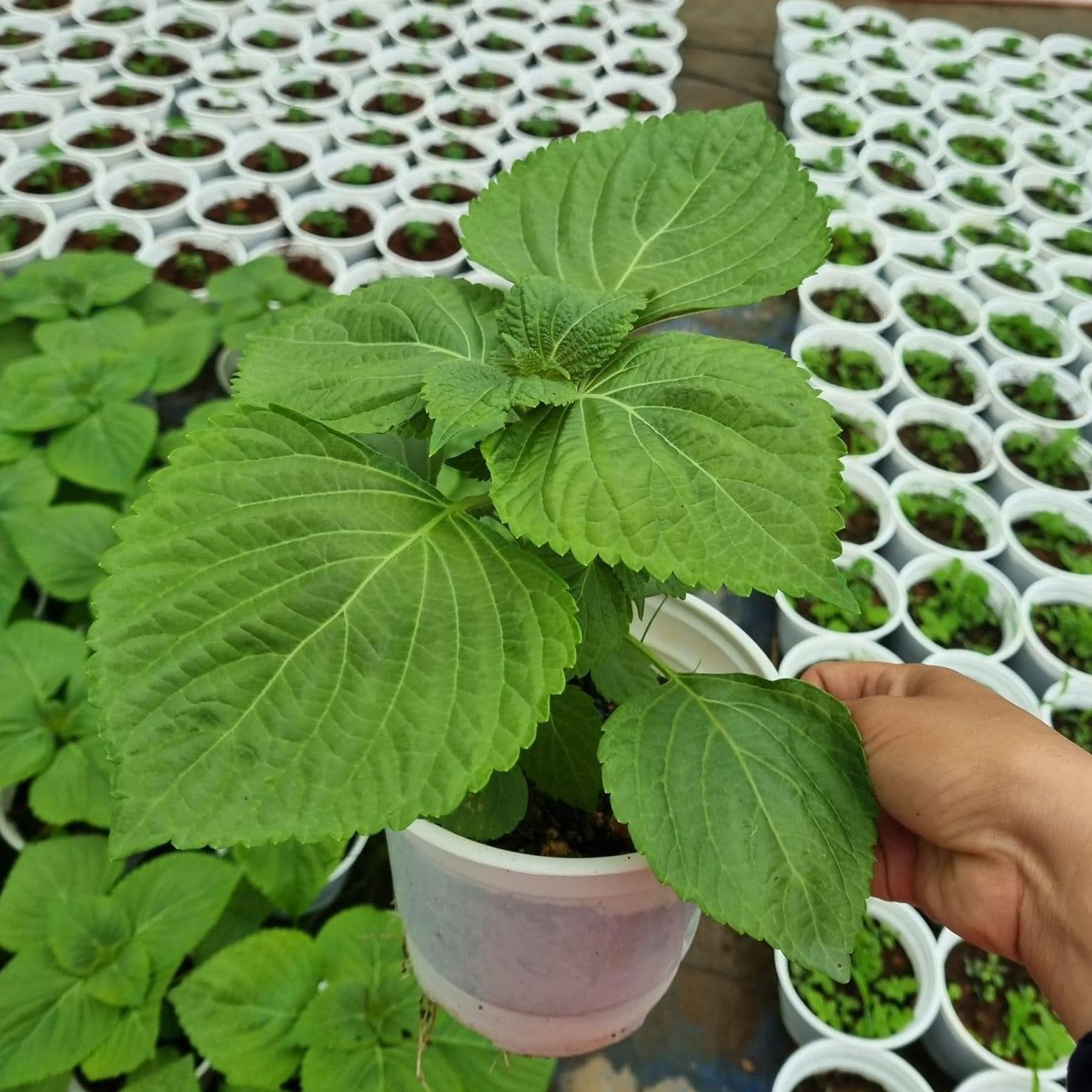 Cây gia vị âu dễ trồng tại vn , trồng sẵn phát triển ổn định, mùi thơm giá rẻ, cây hương liệu