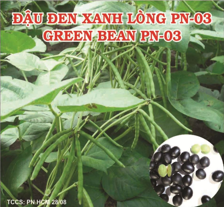 Hạt giống đậu đen xanh lòng - Gói 100gr