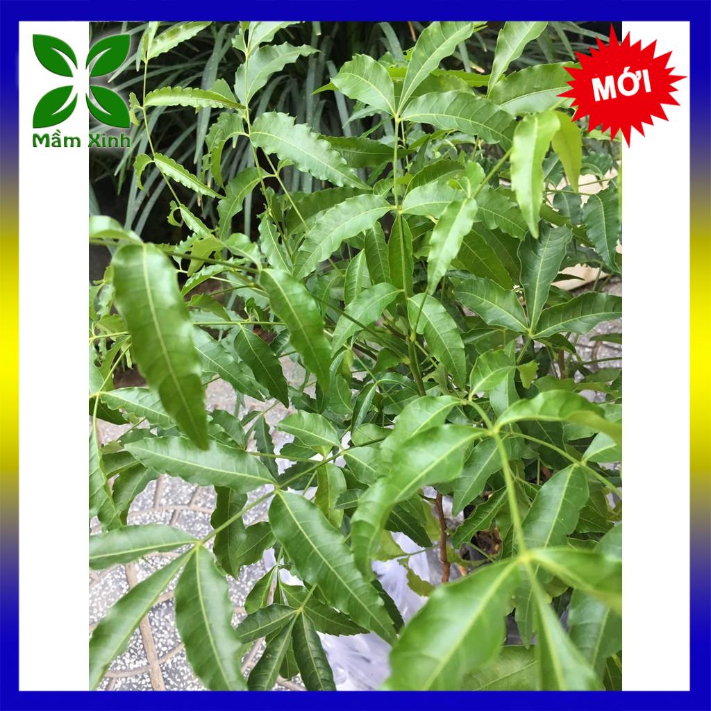 Cây Sầu Đâu Giống