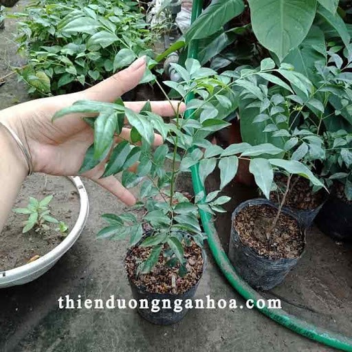 Cây Mắc Mật (Móc Mật)