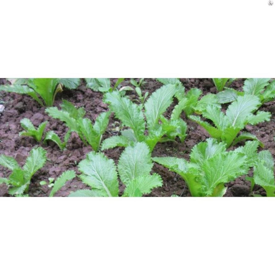 Hạt Cải Bẹ xanh Mào gà - Gói 20 gram