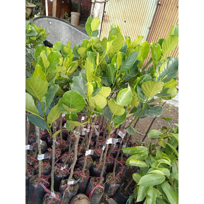 Cây mít nghệ