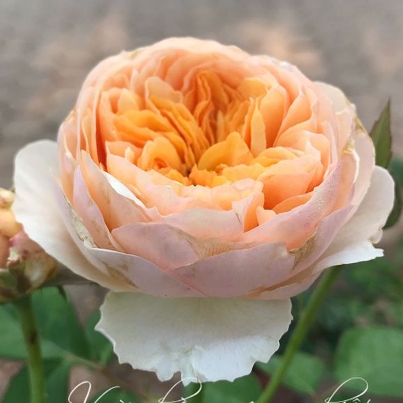 Hoa hồng Juliet Rose - hoa thơm, hồng bụi, hoa to