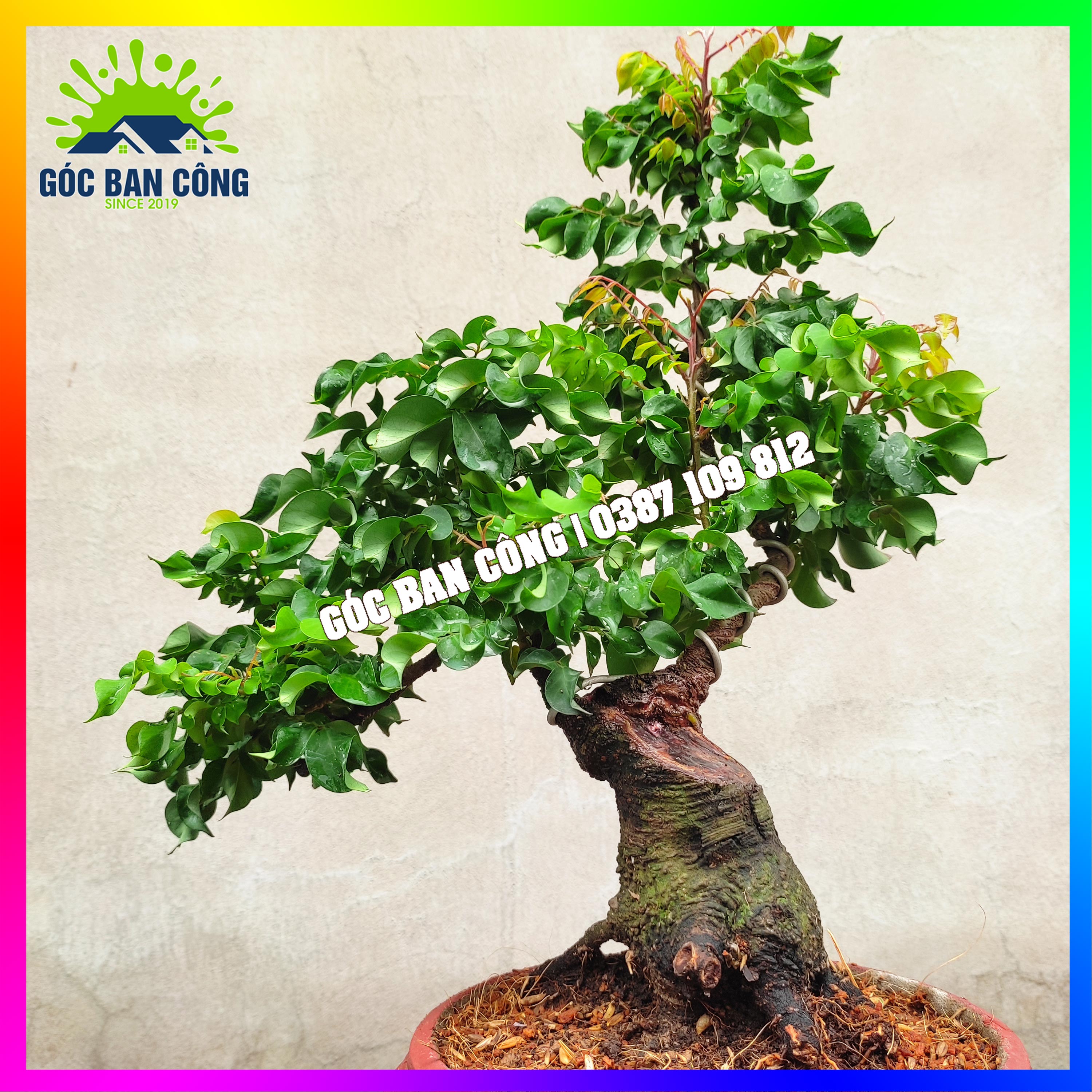 Cây Khế Bonsai Mini - KT01