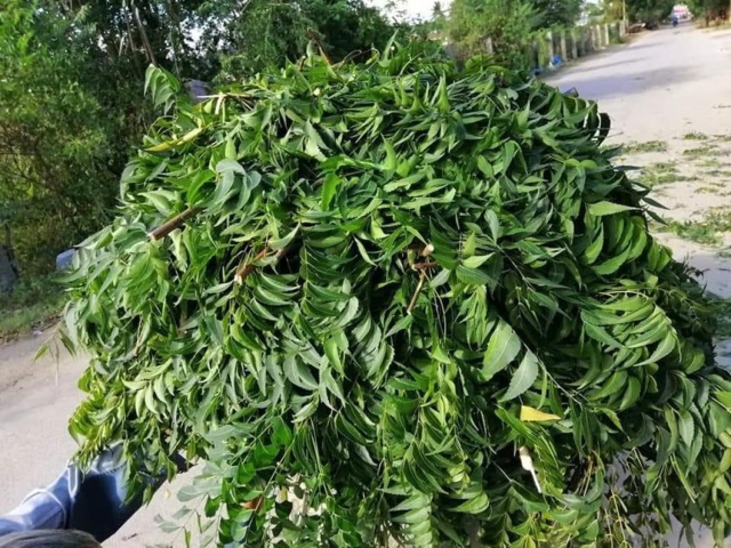 Lá neem gội đầu 100g