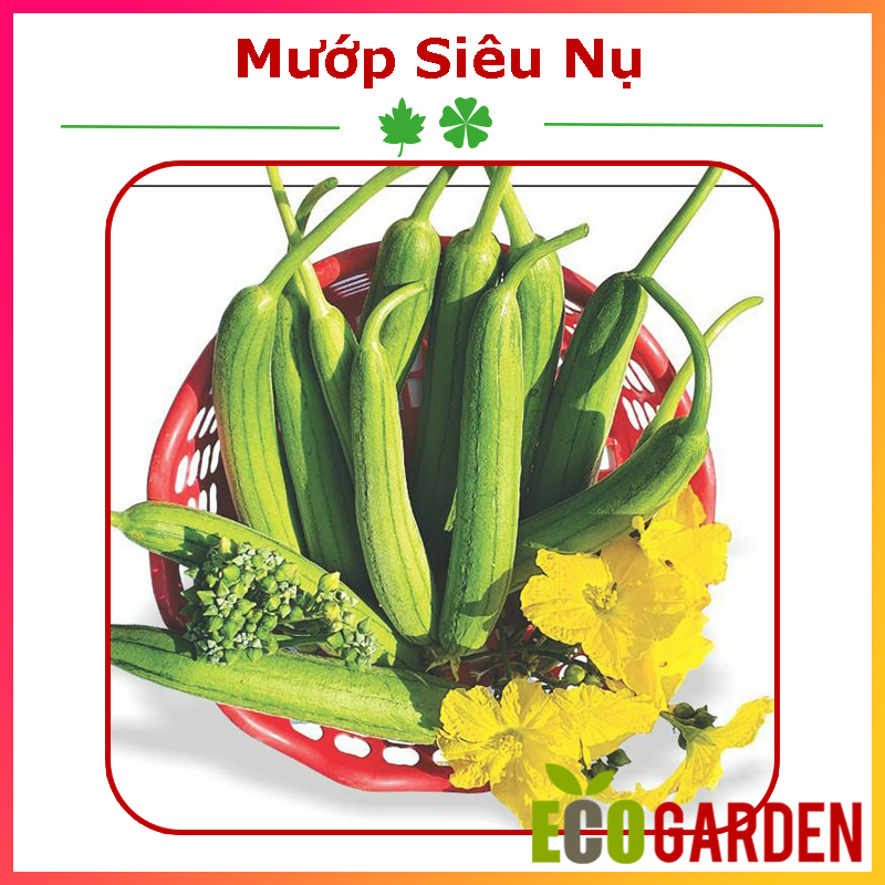 Hạt Giống Mướp Siêu Nụ (ECO.411)