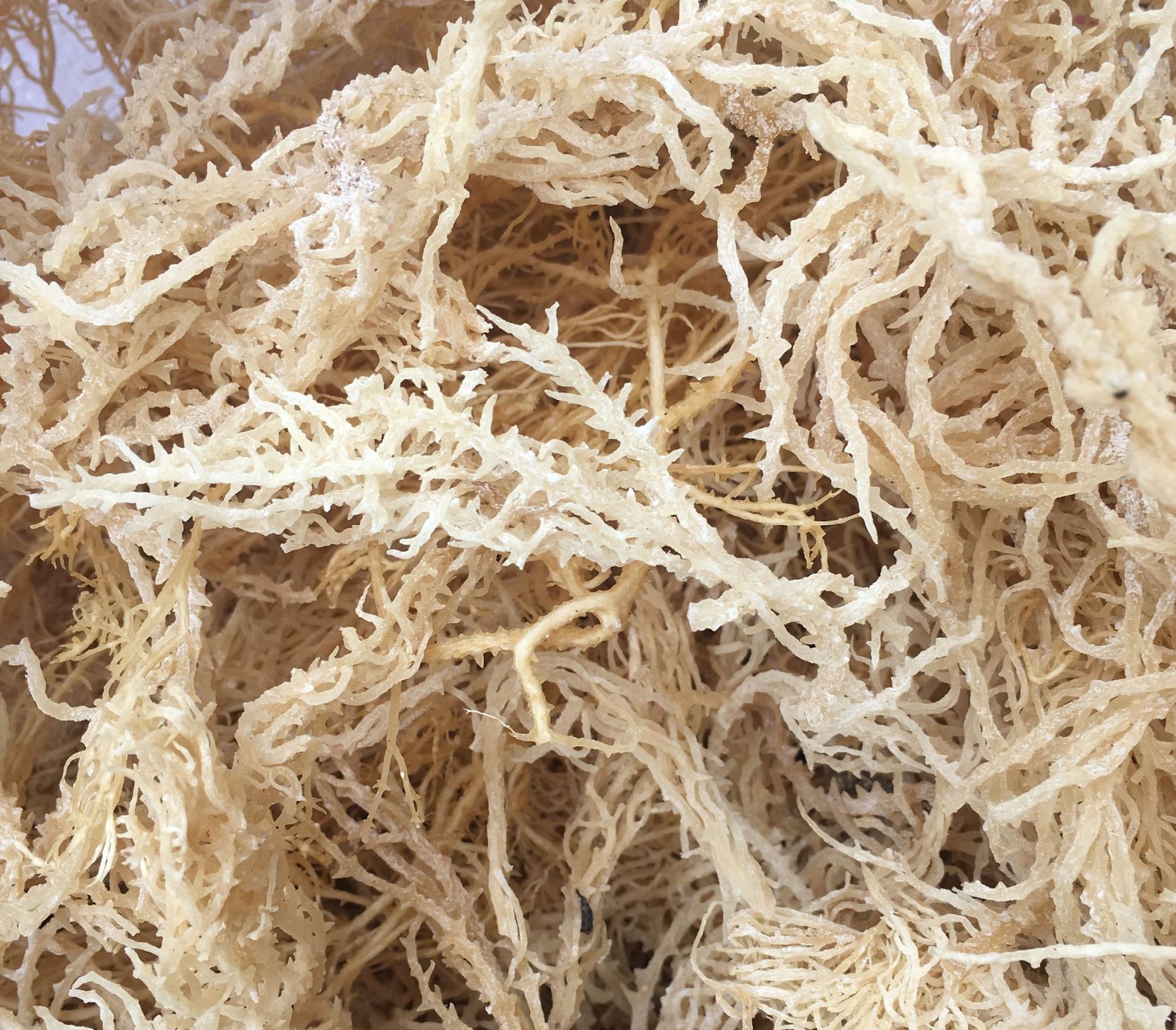 Rong Sụn Gai Khô 500 Gram