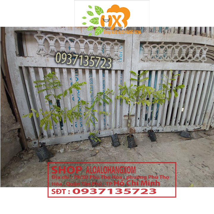 combo 5 cây cẩm lai cây giống