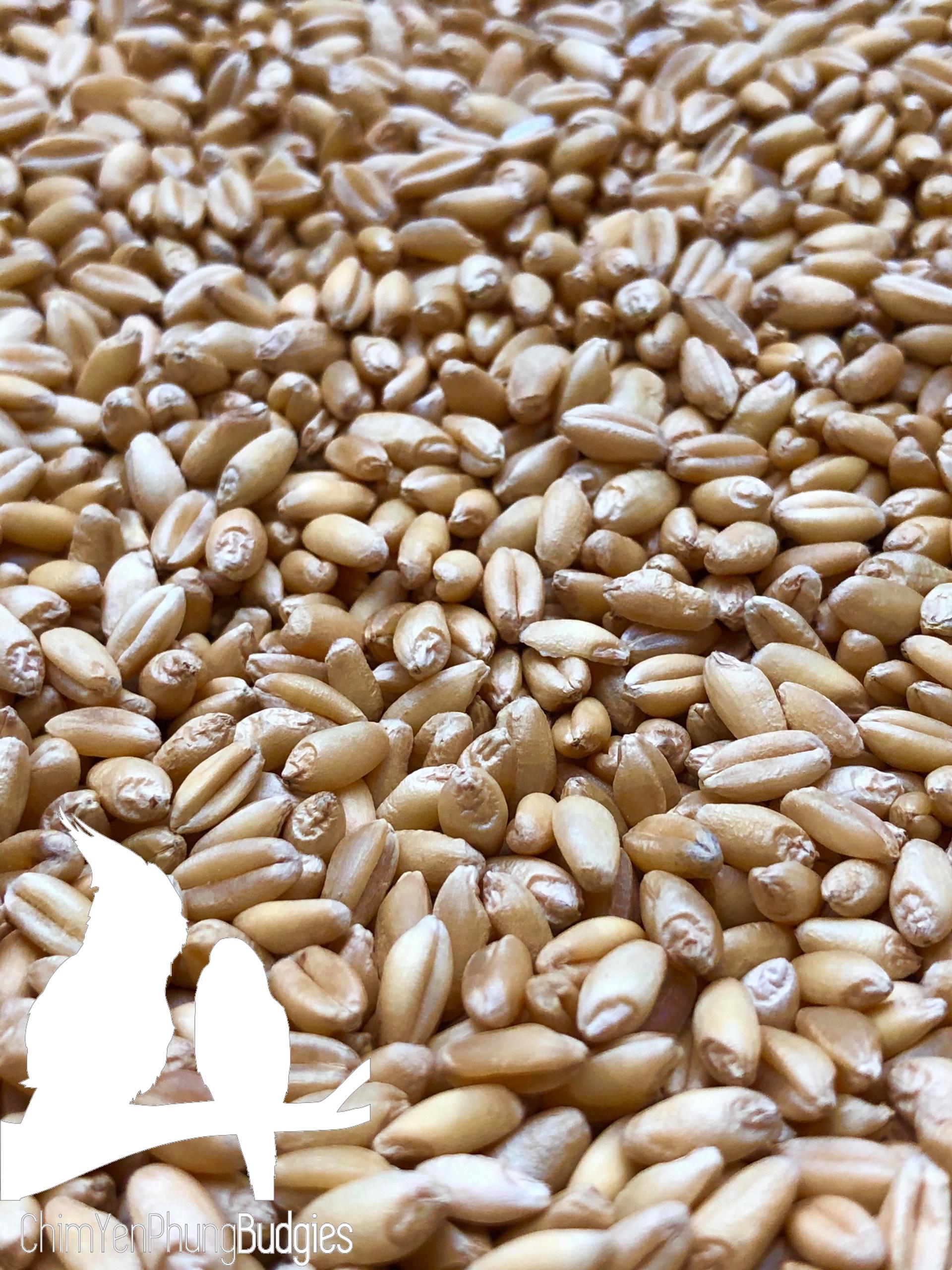100g hạt giống cỏ lúa mì (cỏ lúa mạch/tiểu mạch) ươm nảy mầm.