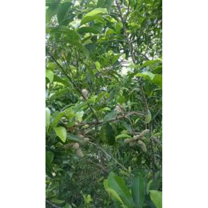Giống cây Dổi ghép ăn hạt 3 năm ra Quả