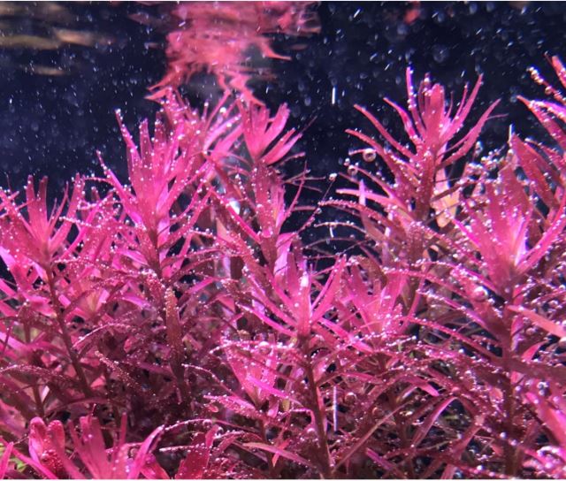 12 cây Cắt Cắm - Cây Vẩy Ốc Đỏ (Rotala Đỏ) - Cây Vẩy Ốc Xanh (Rotala Xanh) giao lá cạn/lá nước ngẫu nhiên