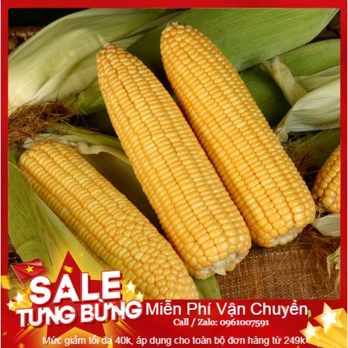 Hạt giống ngô ngọt f1 - 20 hạt