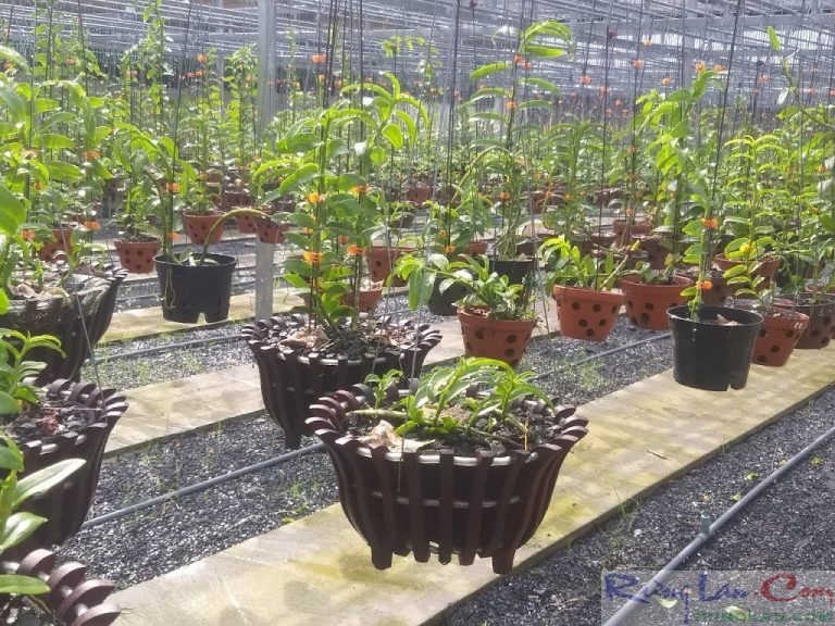 Vỏ thông nhập orchiata size 18-25mm bao 35lít