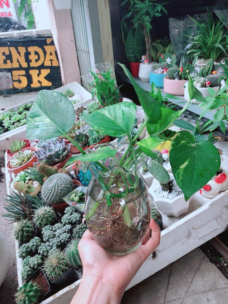 Trầu Bà Thủy Sinh