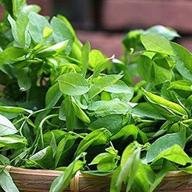 [HCM]1g Hạt Giống Rau Bồ Ngót Dễ Trồng
