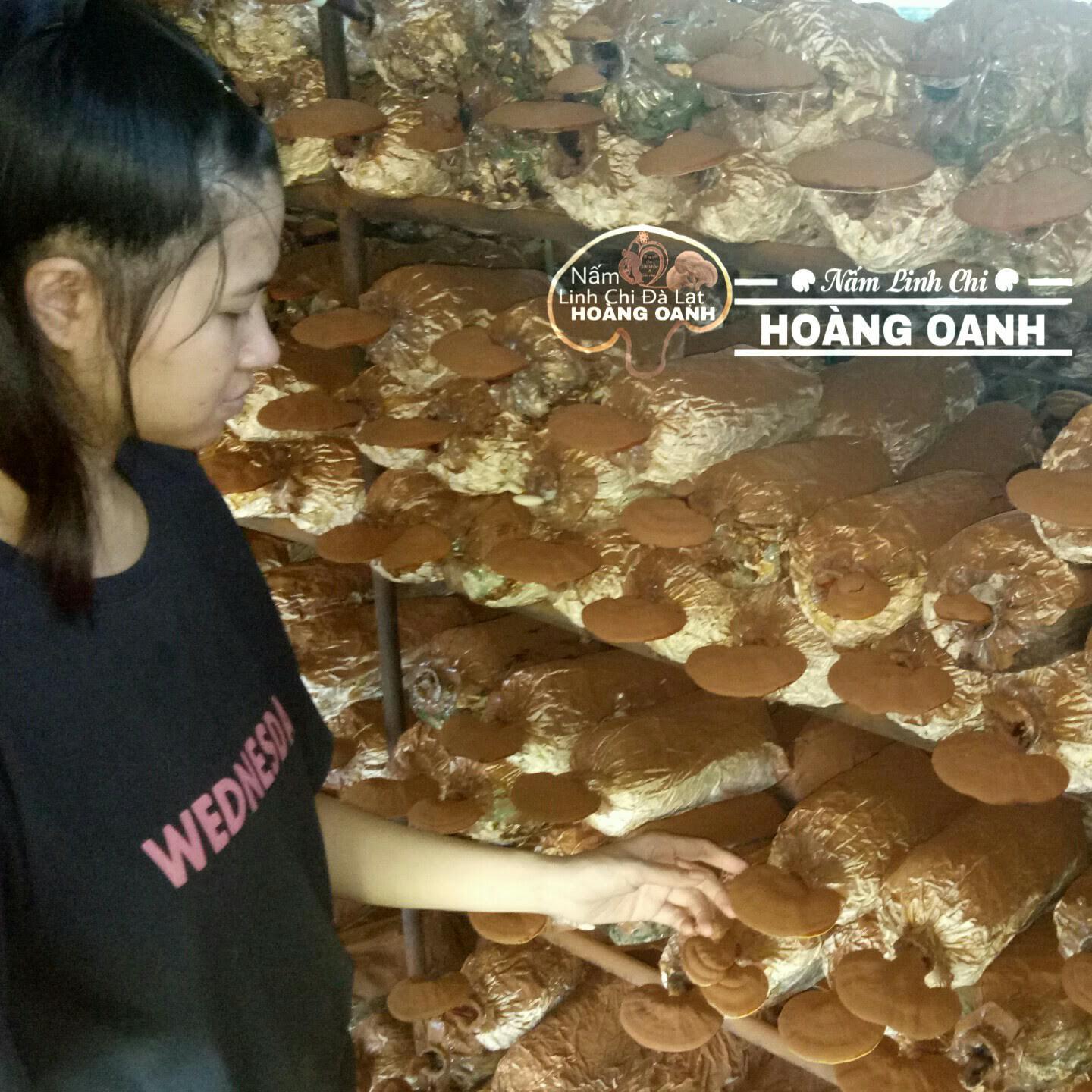 1kg Nấm Linh Chi - Hồng Chi Đà Lạt