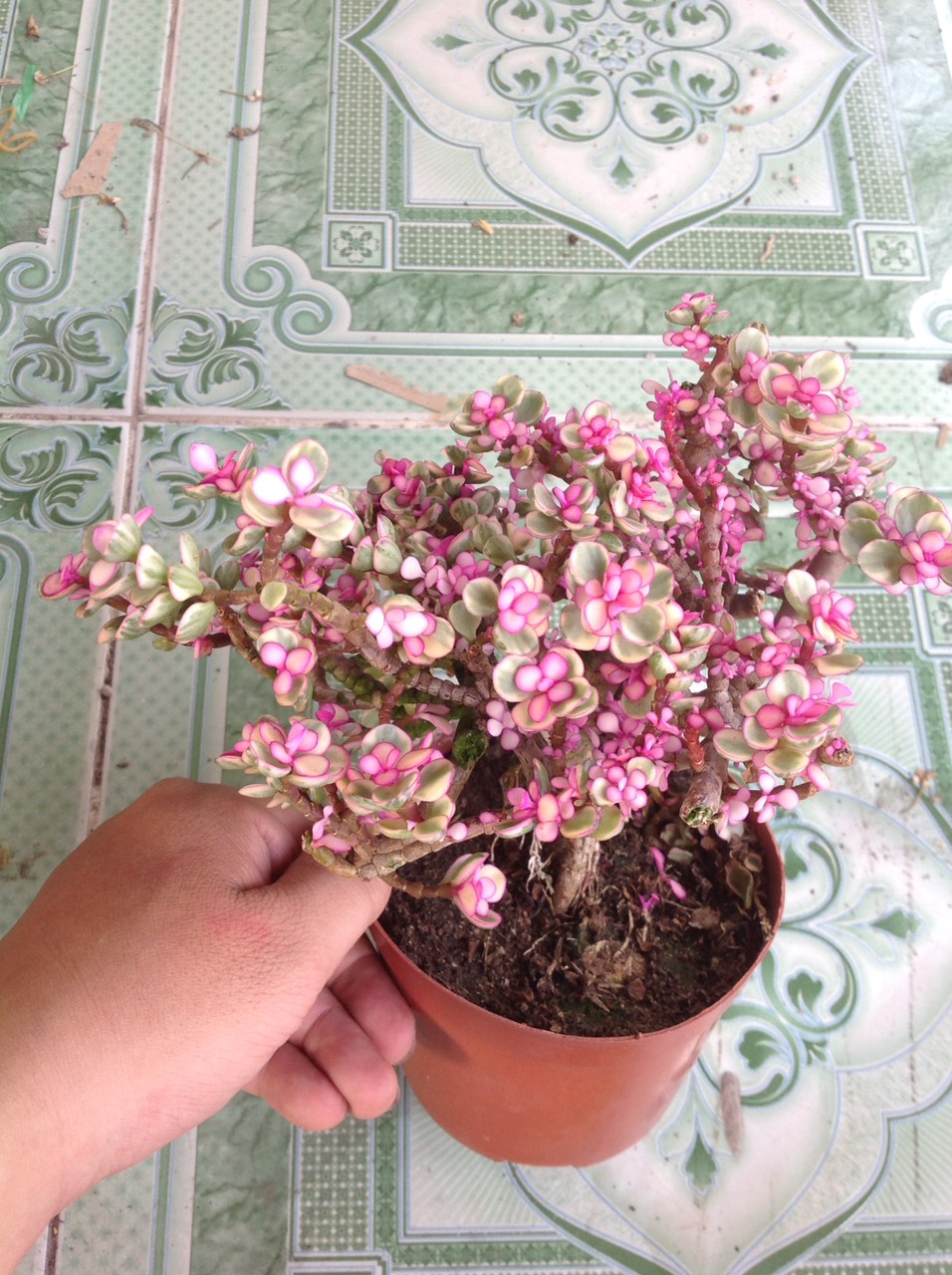 Cây Ngọc Bích (Đỏ) - Cây cảnh bonsai để bàn