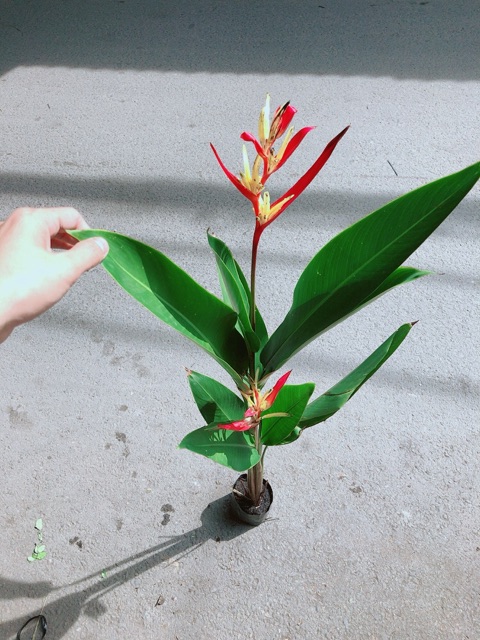 [HCM]Cây Chuối Mỏ Két