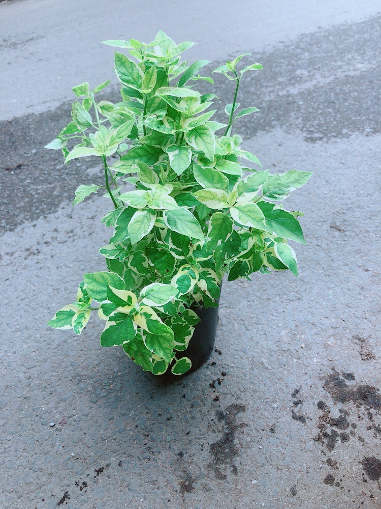 Cây Cẩm Thạch Bông
