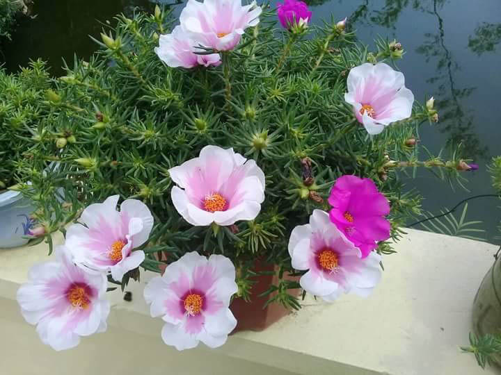 1 bó 10 giờ mỹ 15 cành