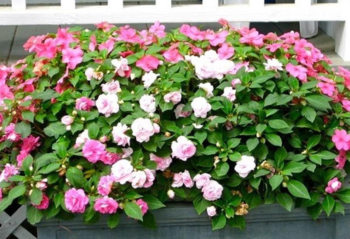 25 Hạt giống hoa Mai địa thảo