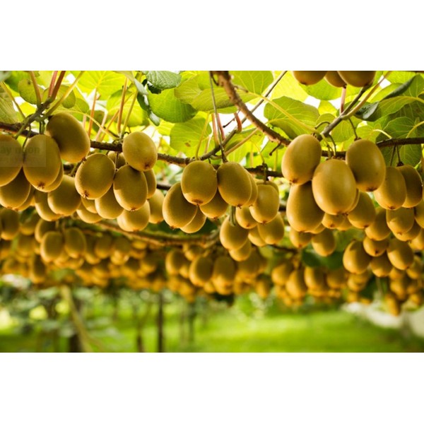 Hạt Giống Kiwi 50 Hạt
