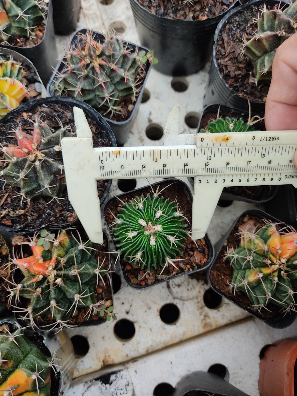 Xương rồng TRÚC NGỌC (size cây 4-5 cm)