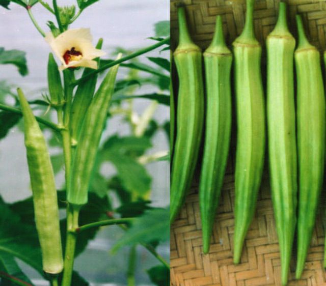hạt giống đậu bắp - gói 20gr
