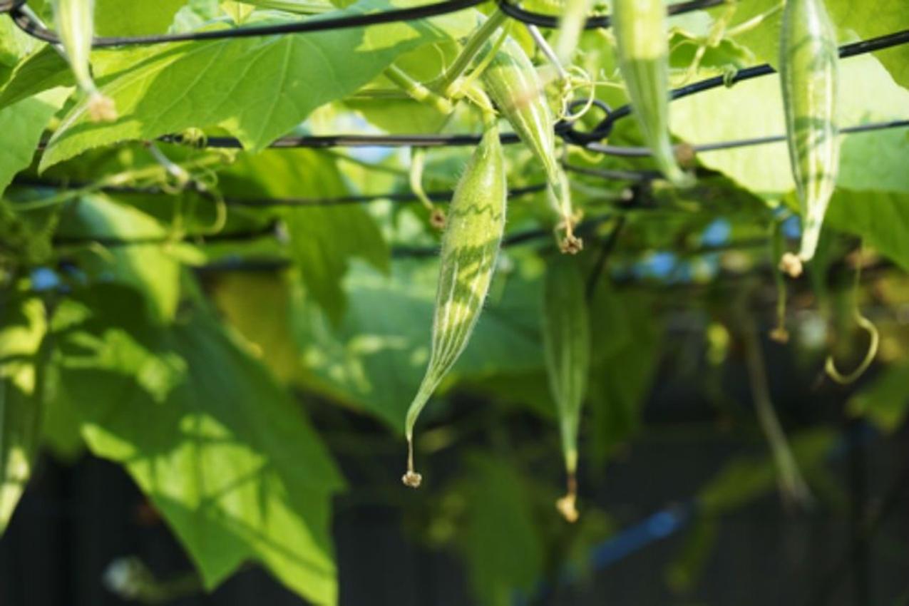 Hạt giống Mướp ngọt (Lặc lày)