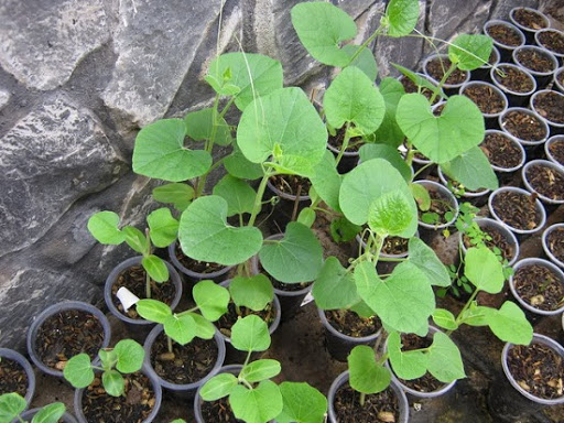 Hạt Giống Bầu Hồ Lô