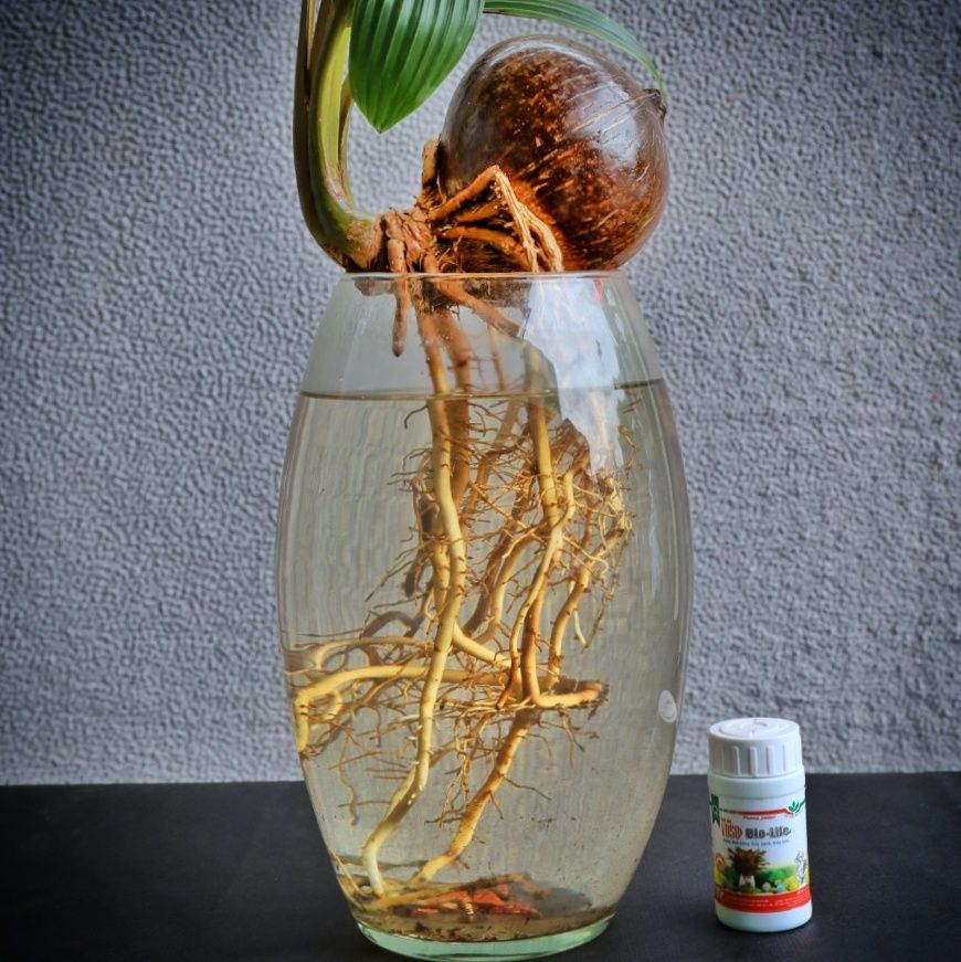 Dừa bonsai thủy canh