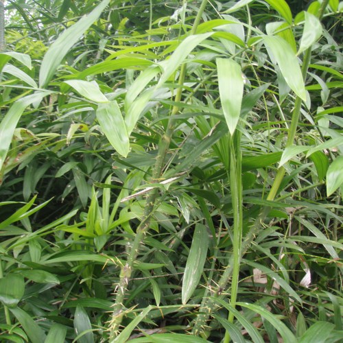 COMBO 4 cây mây giống ( tặng kèm 1 cây )