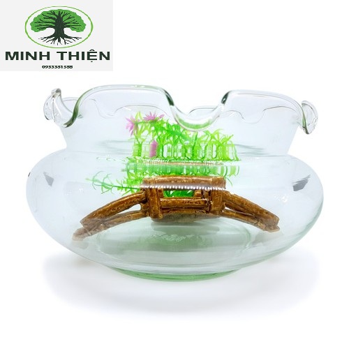 [HCM]Bể Cá Thủy Tinh Chậu Cây Hồ Cá Miệng Bèo B16 D15CM x 8CM