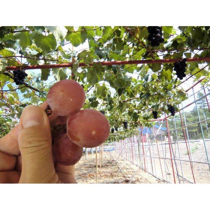 238A Hạt Giống Nho Ruby Roman 5 Hạt