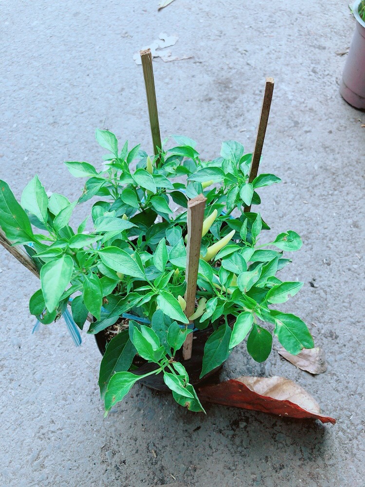 Bụi Ớt Sừng Trâu