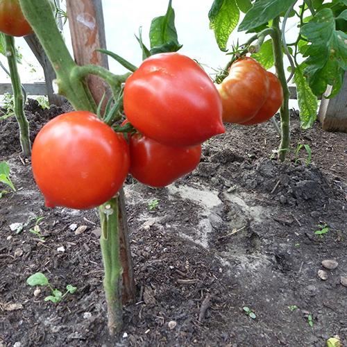 Combo 4 gói cà chua các loại - ( cà chua khổng lồ - cà chua trái tim - bi dây đỏ và vàng )