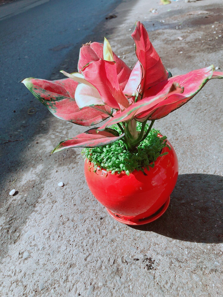 Chậu Vạn Lộc
